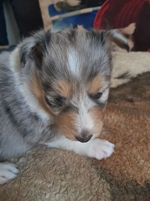 des Crocs de Provence - Chiot disponible  - Shetland Sheepdog