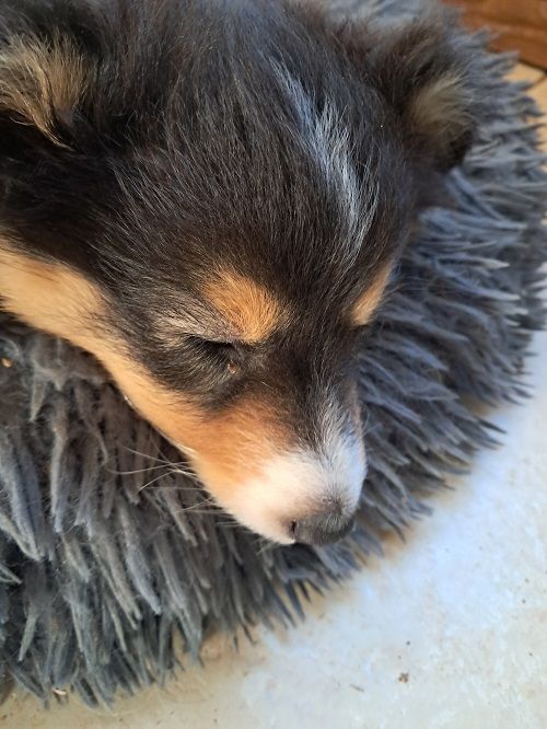 des Crocs de Provence - Chiot disponible  - Shetland Sheepdog