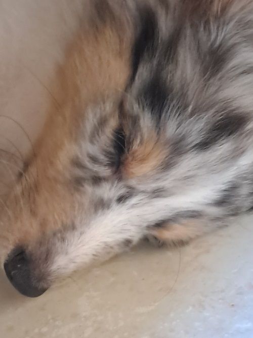 des Crocs de Provence - Chiot disponible  - Shetland Sheepdog