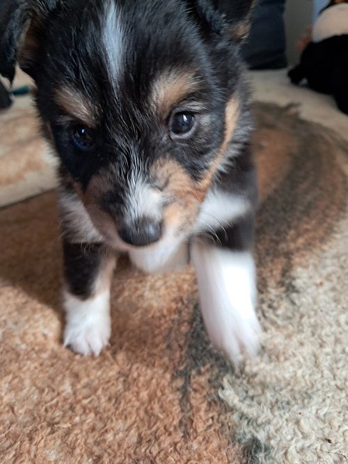 des Crocs de Provence - Chiot disponible  - Shetland Sheepdog