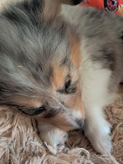 des Crocs de Provence - Chiot disponible  - Shetland Sheepdog