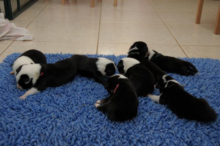 des Crocs de Provence - Border Collie - Portée née le 22/08/2011