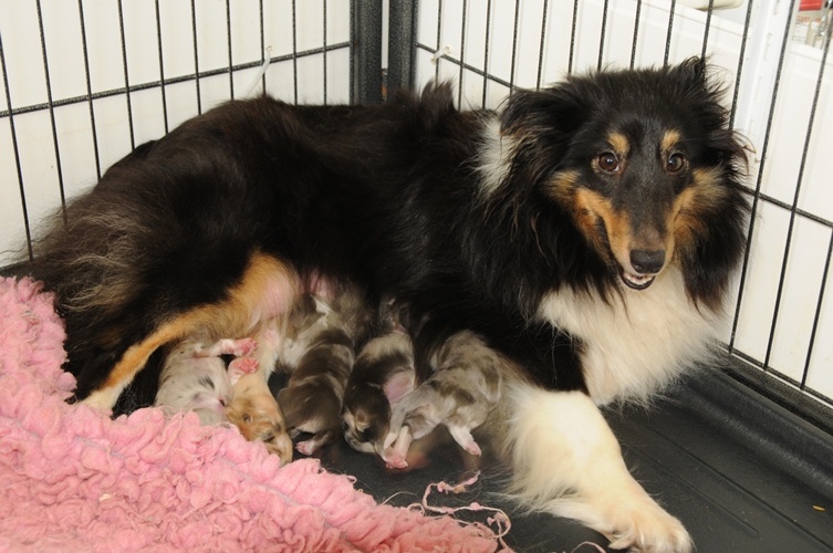 des Crocs de Provence - Shetland Sheepdog - Portée née le 16/01/2014