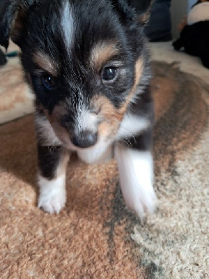 des Crocs de Provence - Shetland Sheepdog - Portée née le 29/09/2024