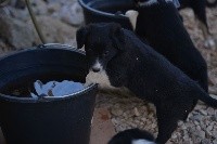 des Crocs de Provence - Border Collie - Portée née le 30/04/2017