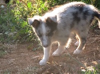 des Crocs de Provence - Shetland Sheepdog - Portée née le 13/03/2016