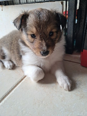 des Crocs de Provence - Shetland Sheepdog - Portée née le 23/09/2024