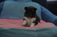 des Crocs de Provence - Shetland Sheepdog - Portée née le 06/12/2010