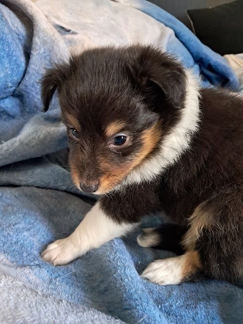 des Crocs de Provence - Chiot disponible  - Shetland Sheepdog