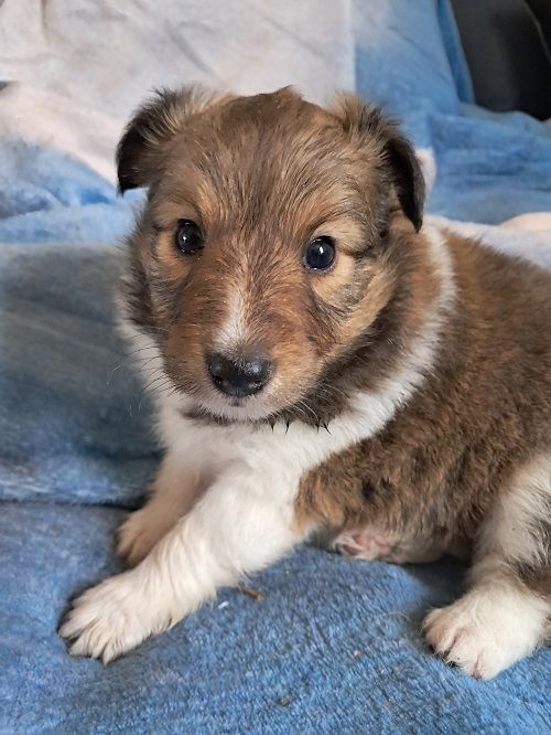 des Crocs de Provence - Chiot disponible  - Shetland Sheepdog