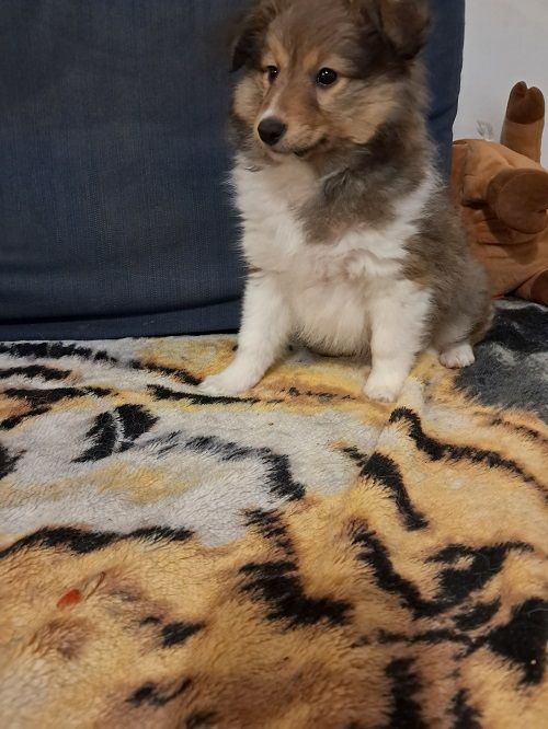 des Crocs de Provence - Chiot disponible  - Shetland Sheepdog