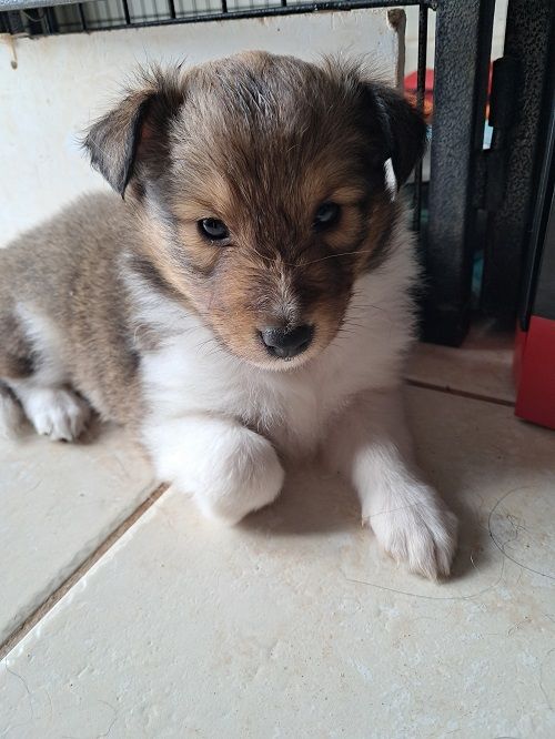 des Crocs de Provence - Chiot disponible  - Shetland Sheepdog