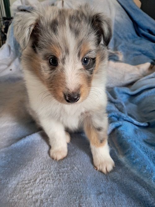 des Crocs de Provence - Chiot disponible  - Shetland Sheepdog