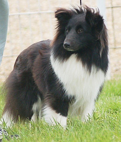 CH. Cheyenne la noire de L'Estérazur du Lac