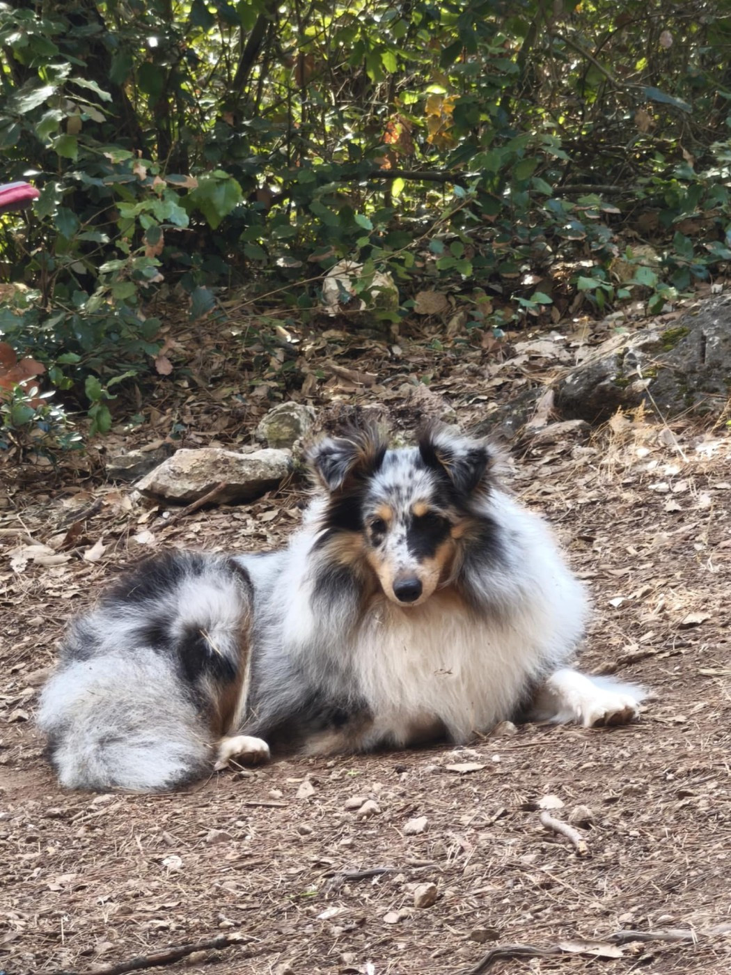 Vicky bleue des Crocs de Provence