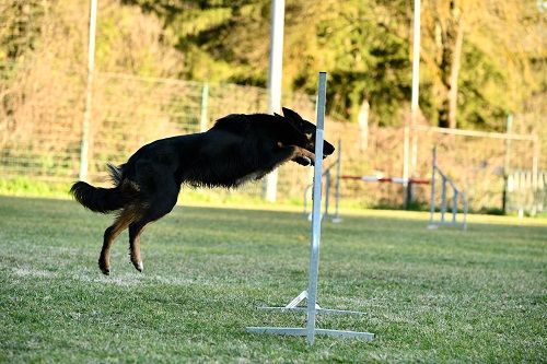 des Crocs de Provence - Concours d'agility de Saint Privat les Vieux