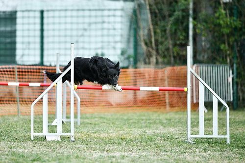 des Crocs de Provence - Concours d'agility des Cadéous
