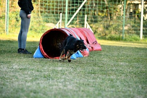 des Crocs de Provence - Concours d'agility de Terre des Chiens