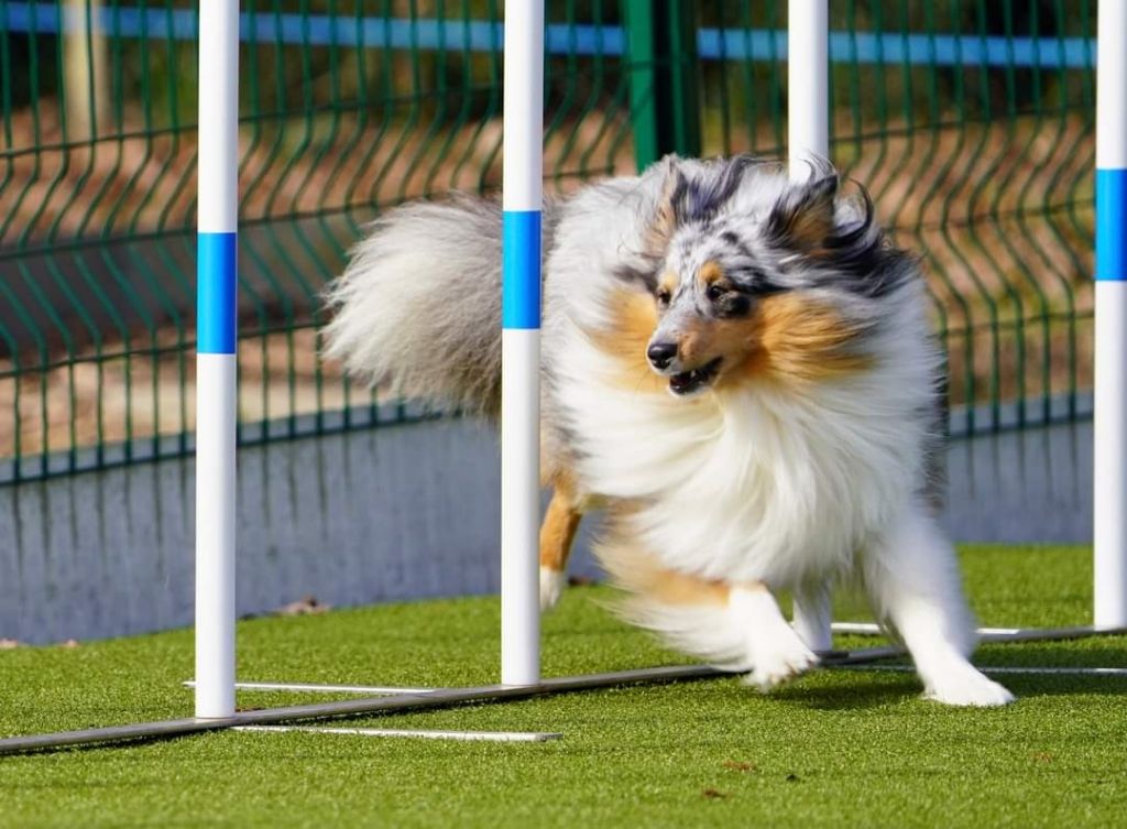 des Crocs de Provence - Tonic Sanjay Vice Champion de France d'agility en M1