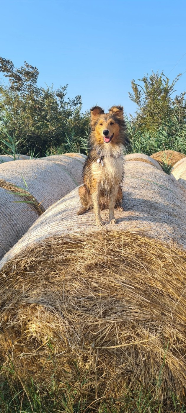 des Crocs de Provence - Des nouvelles de Vaia