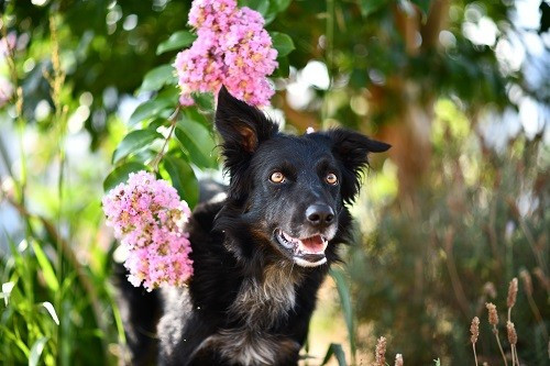 Rage Against The Machine