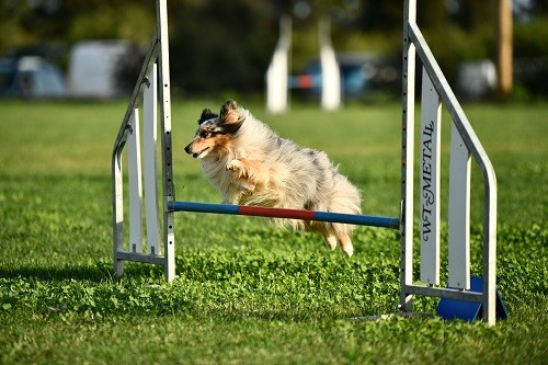 des Crocs de Provence - Concours d'agility de Grasse