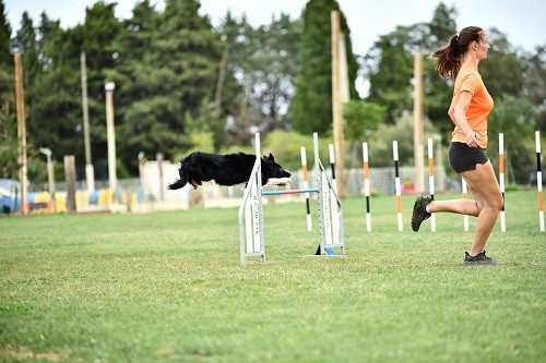 Concours d'agility d'Apt