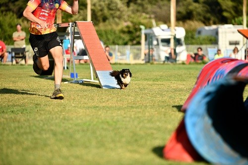 Concours d'agility d'Apt