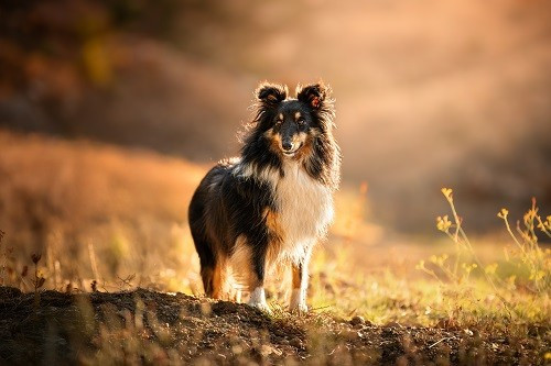 des Crocs de Provence - Tonnerre de l'Aube Brune des Crocs de Provence