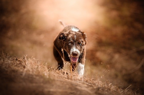 des Crocs de Provence - Ace Red Hawk