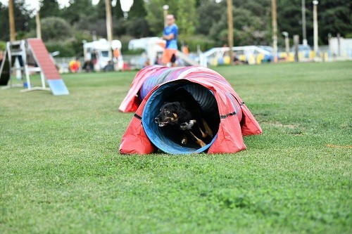 des Crocs de Provence - Concours d'agility des Cadeou