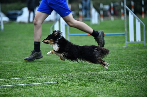 des Crocs de Provence - Concours d'agility des Cadeou