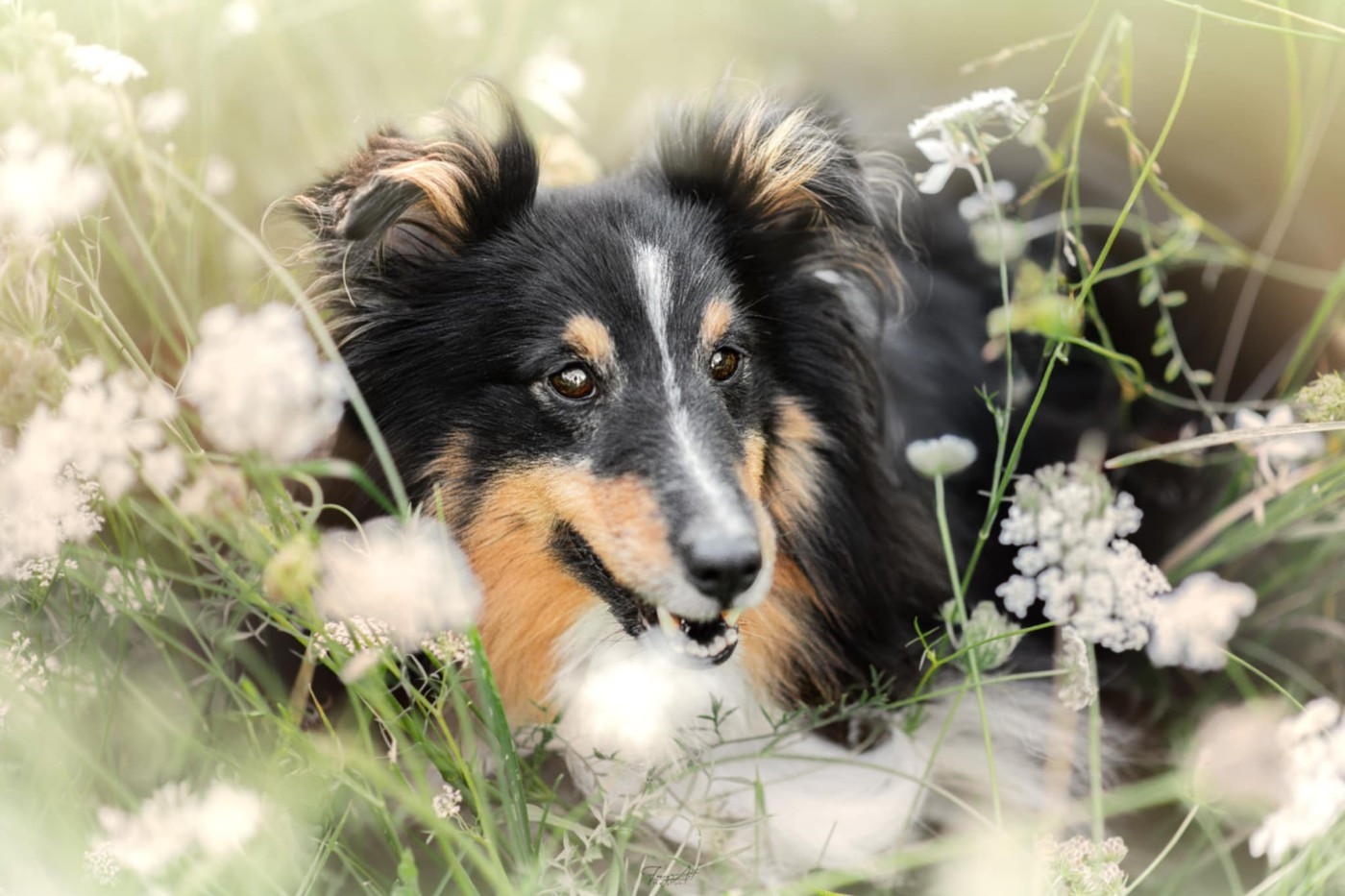 des Crocs de Provence - Des nouvelles de Magic