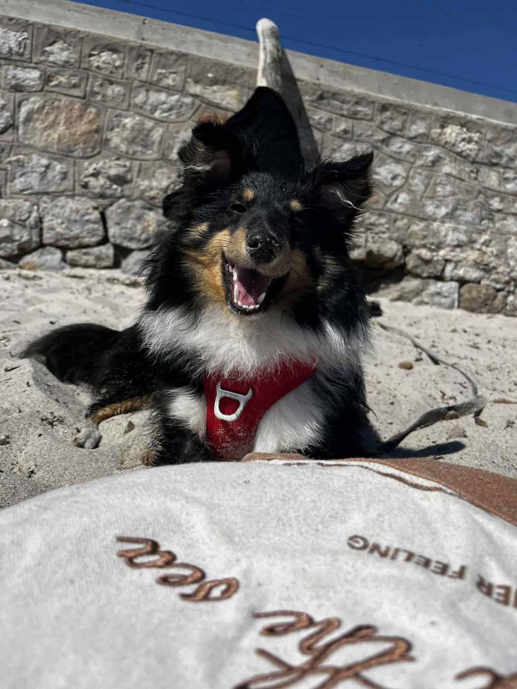 des Crocs de Provence - Des nouvelles de Vallonia