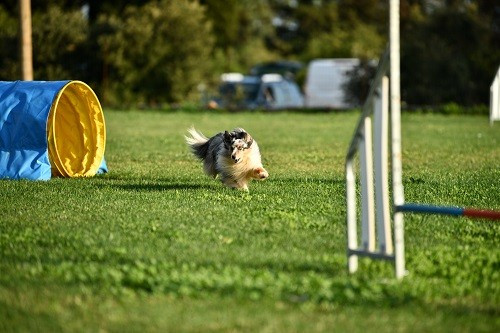 des Crocs de Provence - Maenerys 3ème au Régional Shetland d'agility 2025
