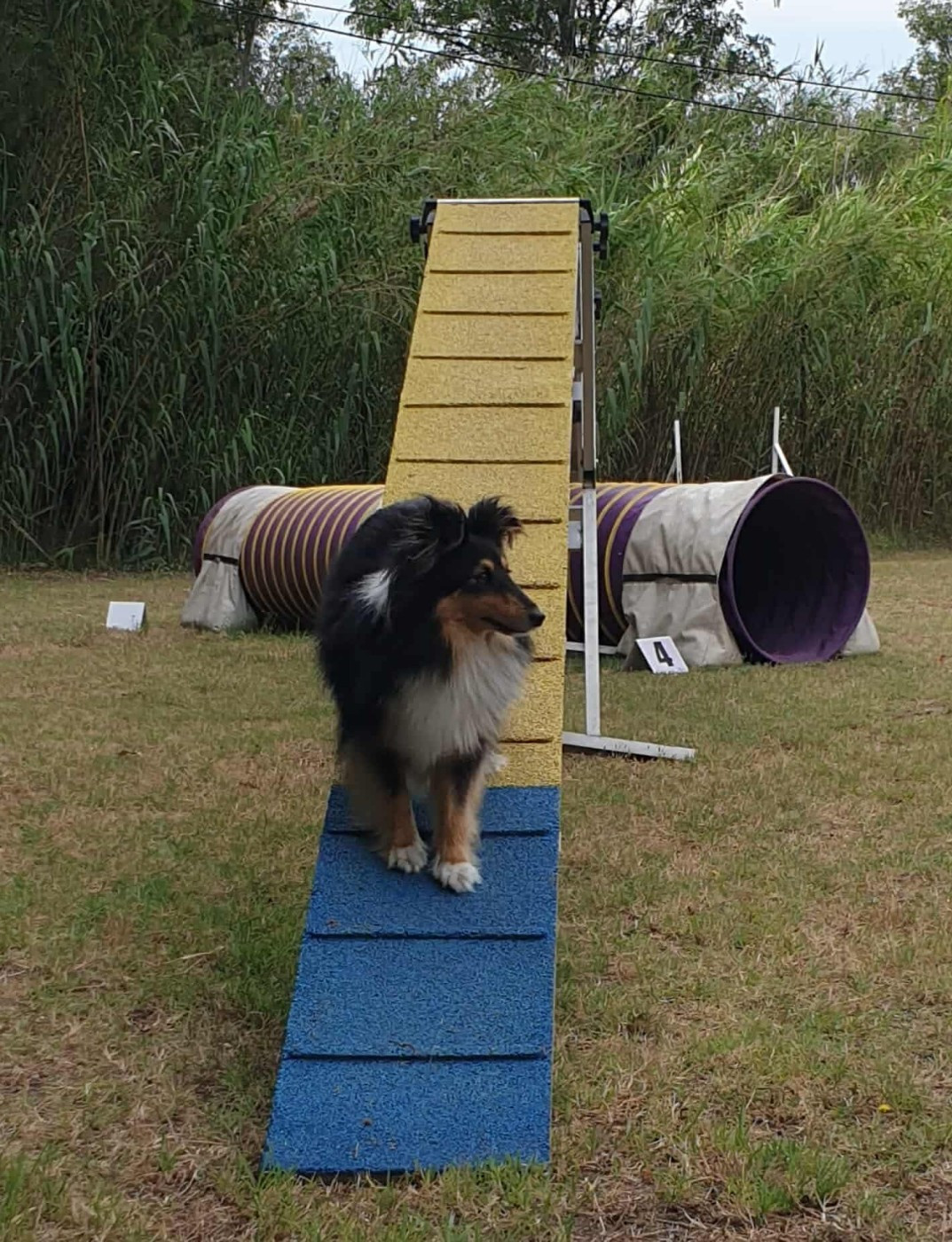 des Crocs de Provence - Des nouvelles de Toupie