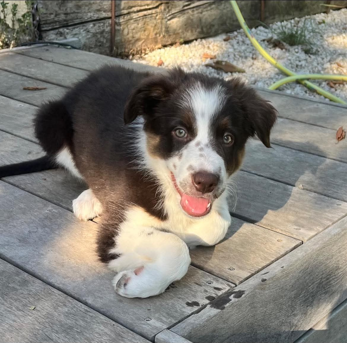 des Crocs de Provence - Des nouvelles de Asko