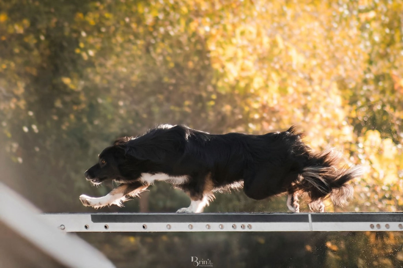 des Crocs de Provence - Des nouvelles de Ukiyo