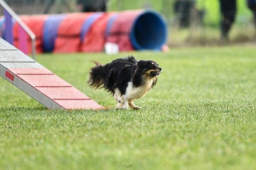 des Crocs de Provence - Spirit Championne Régionale PACA 2025