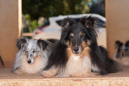 des Crocs de Provence - Naerys Fire Demoniak Bleue des Crocs de Provence