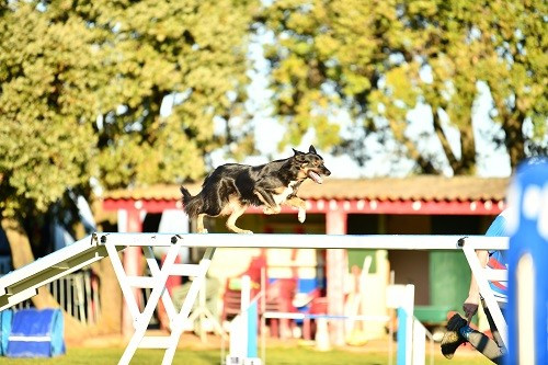 des Crocs de Provence - Championnat Territorial PACA 2025