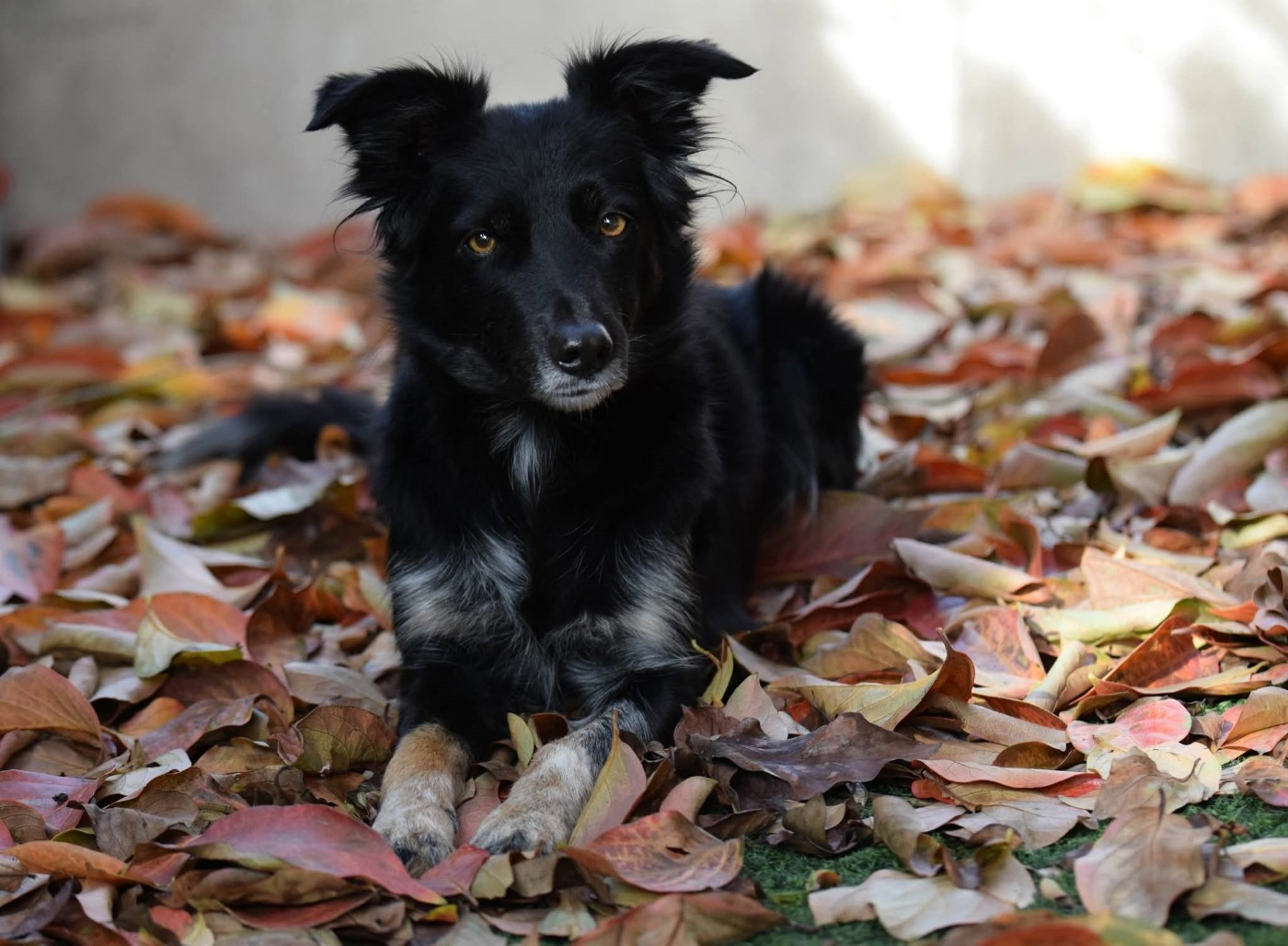 Des nouvelles de Oxy Black Diamond
