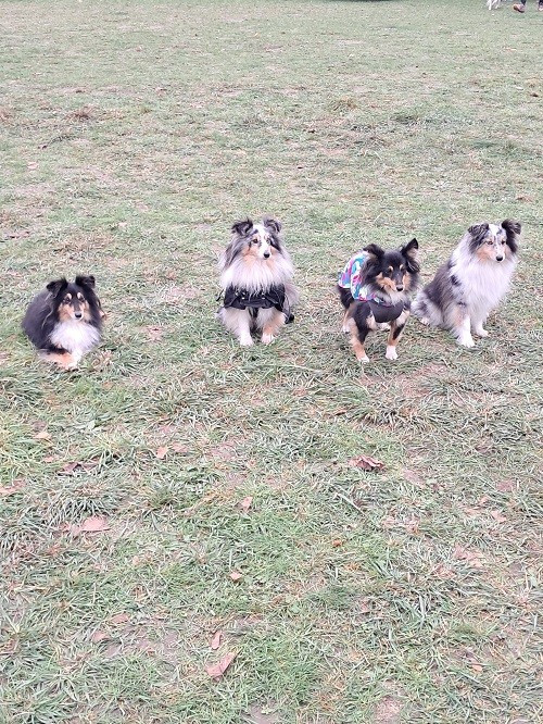 Maenerys Khaleesi Story la Bleue du Grain de Soleil