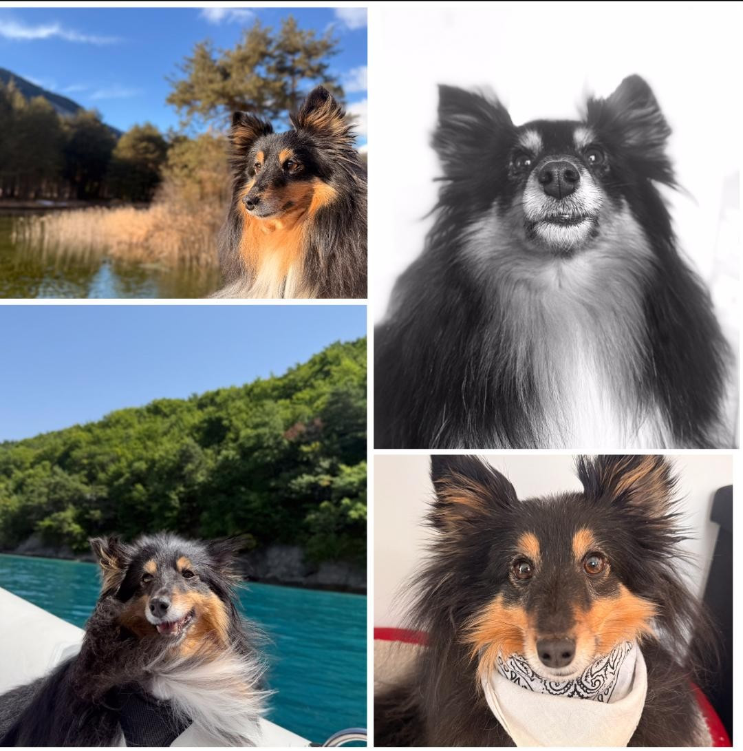 Des nouvelles de Oeil de Lynx dite Coockie