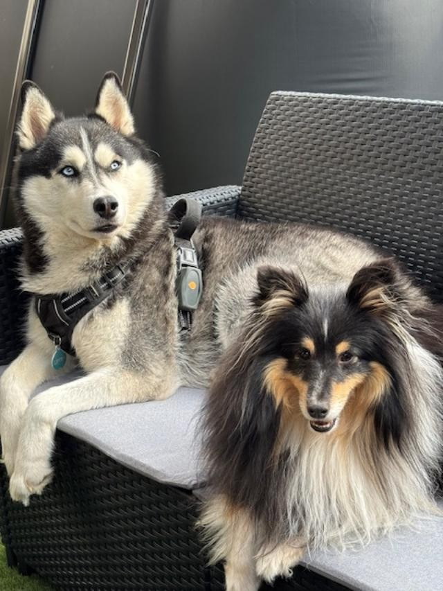 Des nouvelles de Shiro Brun