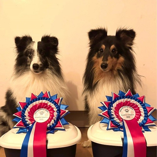 Umealven Brun des Crocs de Provence qualifié pour le WAO 2026