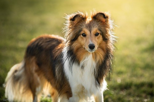 Vakanda la Légende Sioux Dorée des Crocs de Provence