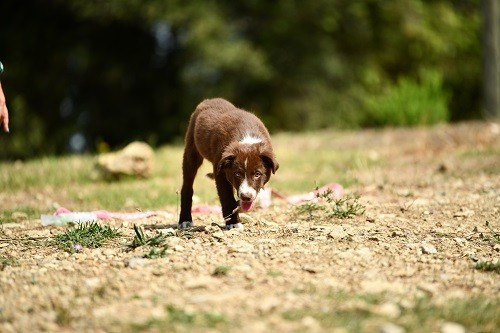 des Crocs de Provence - Ace Red Hawk des Crocs de Provence