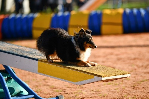 des Crocs de Provence - Finale du Grand Prix de France 2025