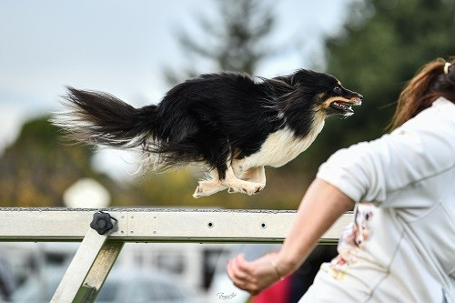 des Crocs de Provence - Spirit Cheyenne Brune des Crocs de Provence en Grade 2